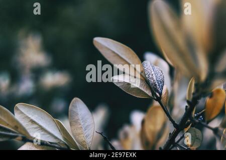 Getrocknete buxus Blätter aus der Nähe gesehen in einem blassen Farbe mit Platz für Text im Foto Stockfoto