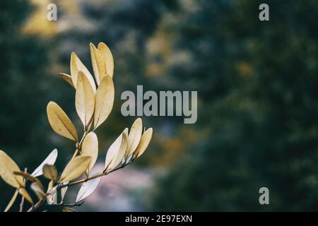 Getrocknete buxus Blätter aus der Nähe gesehen in einem blassen Farbe mit Platz für Text im Foto Stockfoto