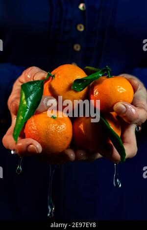 Zitrusernte: Mandarinen und Zitronen. Hintergrund Zitrusfrüchte. Stockfoto