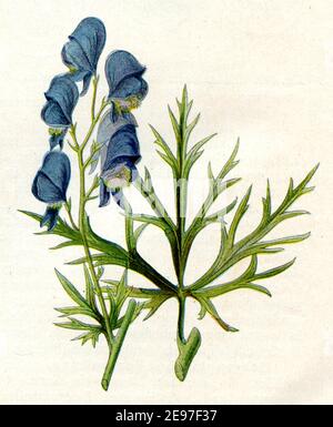 Mönchshaube / Aconitum napellus / Eisenhut, Blauer / Botanikbuch, 1900) Stockfoto
