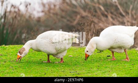 Gänse grasen auf einer grünen Wiese Stockfoto