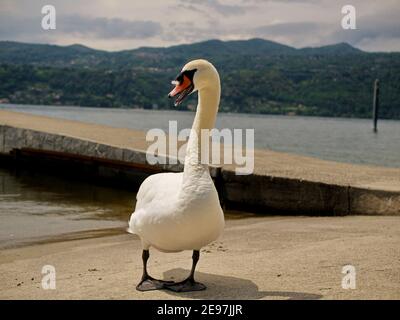 Großer weißer Schwan vor dem Lago Maggiore See in Italien Stockfoto