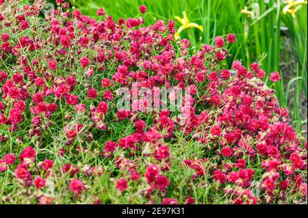 Helianthemum 'Red Dragon' eine rote krautige Frühling Sommer Blume Pflanze allgemein bekannt als Felsenrose, Stock Foto Bild