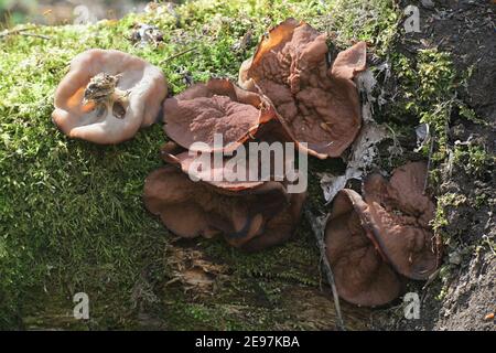 Discina perlata (syn. Gyromitra perlata), bekannt als Schweineohren, wilder Pilz aus Finnland Stockfoto