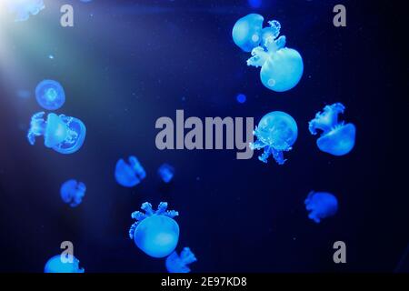 Quallen unter Wasser. Cannonball Qualle Stomolophus meleagris schwimmend in tiefblauem Wasser. Unterwasserleben in Meeresquallen. Stockfoto