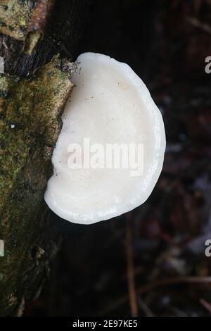 Tyromyces chioneus, bekannt als Weißkäse-Polypore, Bracket-Pilz aus Finnland Stockfoto