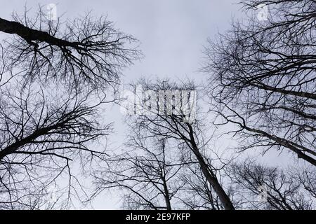 Karge Baumkronen gegen grauen Winterhimmel, hoch oben Stockfoto