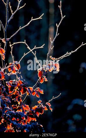 Frost am frühen Morgen Herbstlaub Stockfoto