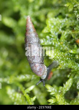 Clausilia bidentata, die zweizahnige Türschnecke Stockfoto