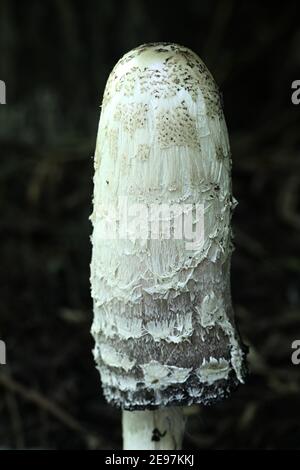 Coprinus comatus, bekannt als shaggy Tintenkappe, Anwaltsperücke oder shaggy Mähne, Wildpilz aus Finnland Stockfoto