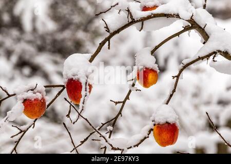 Gefrorene reife Äpfel mit Schnee bedeckt Stockfoto