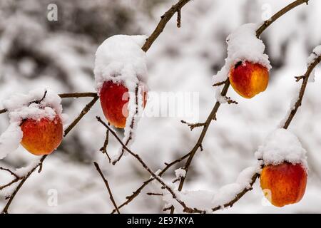 Gefrorene reife Äpfel mit Schnee bedeckt Stockfoto