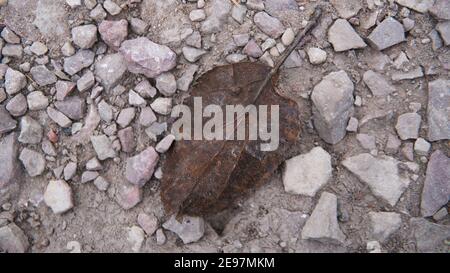 Tote und alte lassen auf Felsen liegen. Alter Urlaub. Was mit alten Blättern zu tun. Kompostierung alter Blätter. Stockfoto