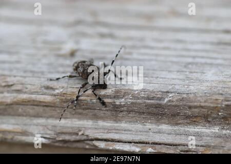 Ein schwarzer Käfer mit weißen Streifen und einem langen Schnurrbart Kriecht auf einer hölzernen Oberfläche Stockfoto