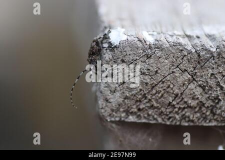 Ein schwarzer Käfer mit weißen Streifen und einem langen Schnurrbart Kriecht auf einer hölzernen Oberfläche Stockfoto