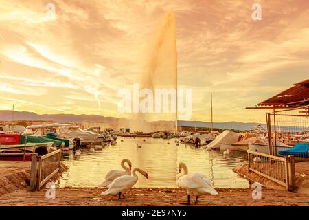 Malerische Aussicht auf weiße Schwäne an einem Ufer des Genfersees, Yachten im Genfer Hafen und 140m hohen Brunnen namens Jet d'Eau im Hintergrund. Schweizer Alpen bei Stockfoto