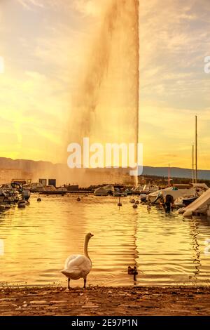 Dämmerung Blick auf weißen Schwan an einem Ufer des Lake Leman, Yachten im Genfer Hafen und 140m hohen Brunnen namens Jet d'Eau auf Hintergrund. Schweizer Alpen bei Stockfoto