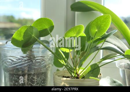 Pilea peperomioides Zimmerpflanze auf Fensterbank. Stockfoto
