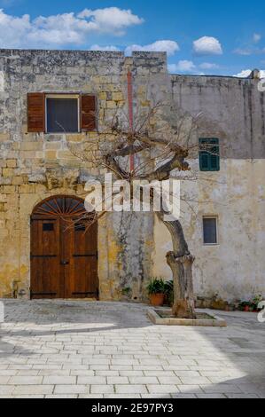 Alter Baum am Misrah Mesquita Platz in Mdina, Malta Stockfoto