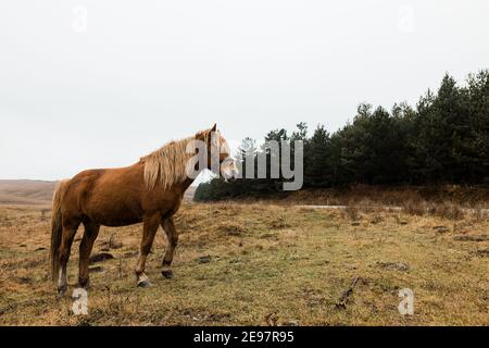 Schönes braunes Pferd auf dem Feld am frühen Morgen Stockfoto