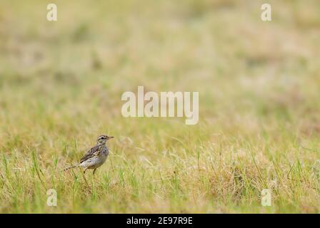 Pieper - Paddyfield rufulus Anthus, kleine Boden sitzenden Vogels aus Sri Lanka Wiesen und Felder. Stockfoto