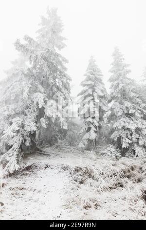 In den Bergen schneebedeckte Tannenbäume Stockfoto