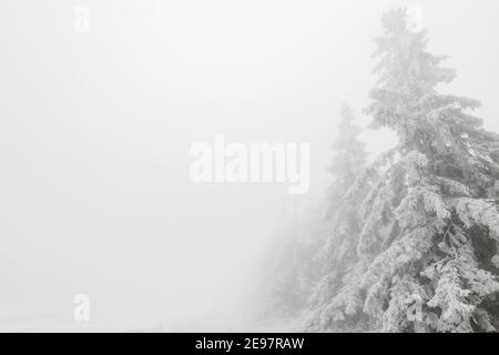 In den Bergen schneebedeckte Tannenbäume Stockfoto