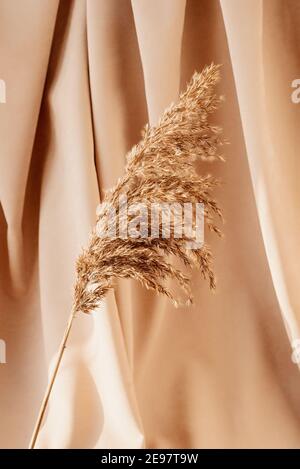 Pampas Gras auf beigem Hintergrund in hellen Pastellfarben. Vertikales Zuschneiden. Selektiver Fokus. Stockfoto