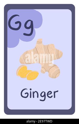 ABC Bildungskarte im Cartoon-Stil auf buntem Hintergrund, Buchstabe G - Ingwer. Vektorgrafik Alphabet. Stock Vektor