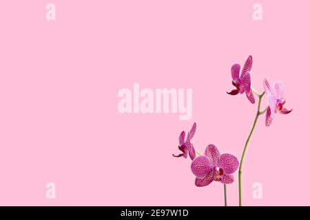 Orchideenblüte vor rosa Pastell Hintergrund. Florale Komposition mit Copyspace. Stockfoto
