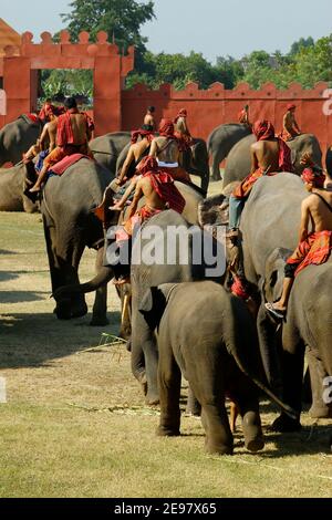 In der Stadt Surin, in Thailand -isan- gelegen, im November vom 20 bis zum 22 , im Jahr 2020 , "Elefant runder up Festival 2020" Stockfoto