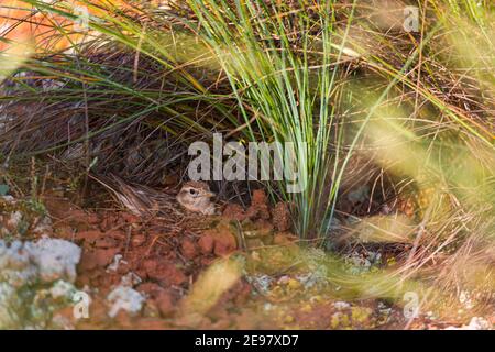 TERRERA COMUN (Calandrella) Stockfoto