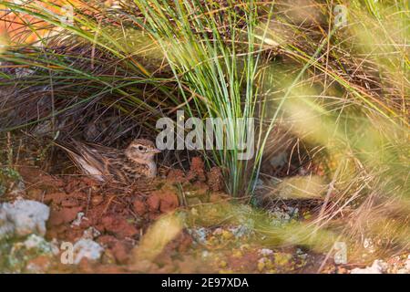 TERRERA COMUN (Calandrella) Stockfoto