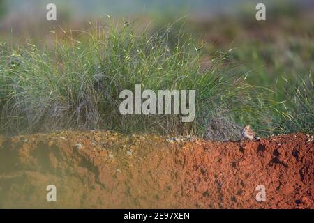 TERRERA COMUN (Calandrella) Stockfoto