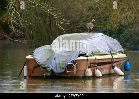 Old Windsor, Berkshire, Großbritannien. 3rd. Februar 2021. Eine ägyptische Gans findet auf einem Boot auf der Themse einen trockenen Platz. Für die Themse in Old Windsor gibt es jetzt eine Überschwemmungswarnung. Hochwasser ist bereits in den Gärten der Häuser entlang des Flusses und des Themse Path. Es wird mit Sachüberflutungen gerechnet, und der Fluss an der Themse ist weiterhin sehr hoch. Diejenigen, die in der Nähe des Flusses leben, wurden gewarnt, den Hochwasserschutz zu aktivieren. Quelle: Maureen McLean/Alamy Live News Stockfoto