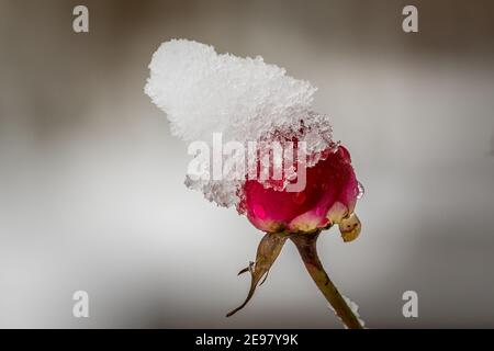 Rote Rose mit Schnee Stockfoto