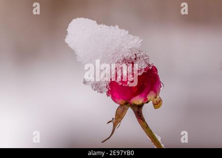 Rote Rose mit Schnee Stockfoto