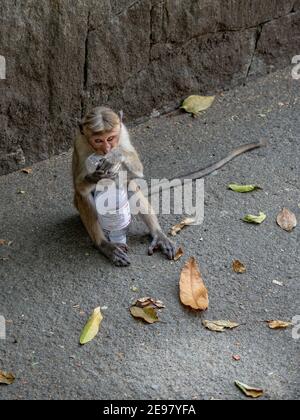 Affe, getuftete graue Langur, spielen mit Plastikflasche im Park der Kulturstadt Anuradhapura. Sri Lanka, März 2019. Stockfoto