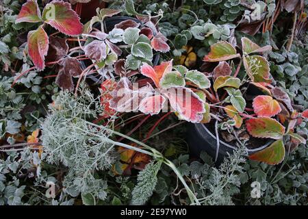 Nahaufnahme von frostbedeckten Erdbeeren Herbstblätter in der Pflanze Topf am Ende des Sommers das schöne rosa rot grün Essbare Obstpflanze wachsende Zuteilung Stockfoto