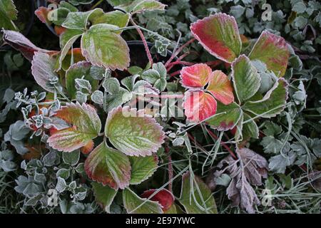 Nahaufnahme von frostbedeckten Erdbeeren Herbstblätter in der Pflanze Topf am Ende des Sommers das schöne rosa rot grün Essbare Obstpflanze wachsende Zuteilung Stockfoto