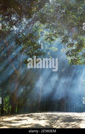 Sonnenstrahl in der Mitte der Gummibaumplantage Stockfoto