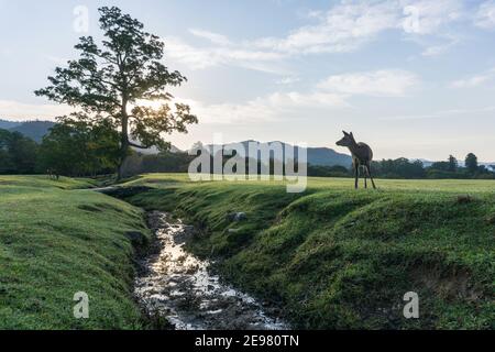 Japanische sika-Hirsche grasen im frühen Herbstaufgang im Nara Park, Japan. Stockfoto