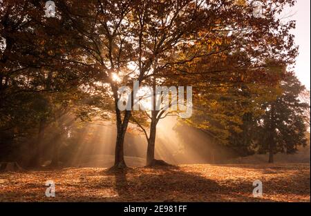 Herbstsonne, die im November im Nara Park, Japan, durch Nebel und Bäume am frühen Morgen strömen Stockfoto