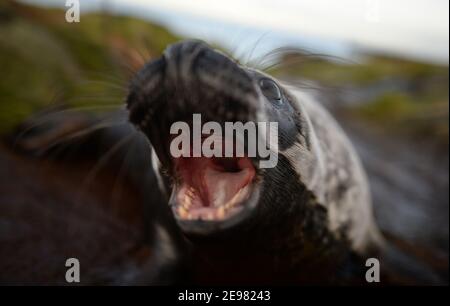 Farne Inseln vor der Küste von Northumberland, Seahouses.die Inseln sind Heimat von rund 5.000 Kegelrobben, mit mehr als 1.500 Welpen geboren jeden Herbst Stockfoto