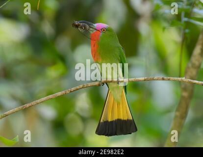 Rot Bartgeier Bienenfresser Vogel In Thailand Vogel In Thailand Stockfotografie Alamy