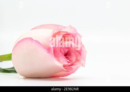 Eine Nahaufnahme einer zartrosa Rose isoliert gegen Ein weißer Hintergrund Stockfoto