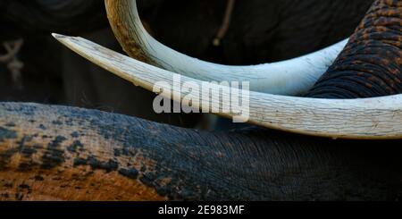 Nahaufnahme des Elfenbeinzapfens und des Rüssels eines asiatischen Elefanten Stockfoto