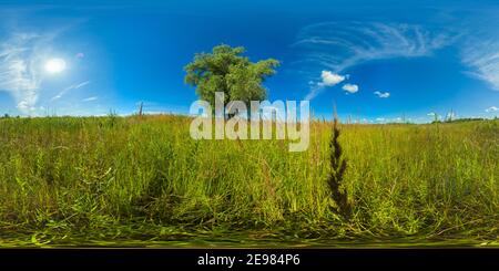 Feld mit Wiesenblumen und Kräutern. Wilde Blumen und Pflanzen im Sommer auf dem Feld. Sommerlandschaft. 360VR. Stockfoto