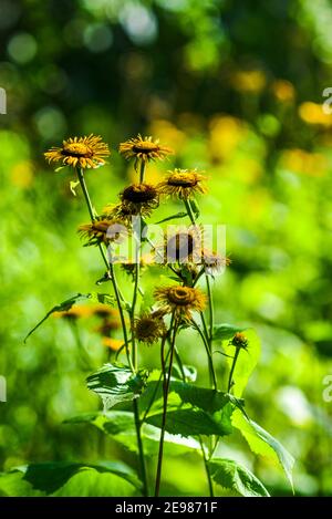 Herbstgelbe Astern in der untergehenden Sonne auf der Wiese. Stockfoto