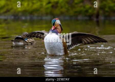 Eine schöne männliche Mandarinente, die an einem kalten Wintertag in einem kleinen Teich namens Jacobiweiher unweit von Frankfurt posiert. Stockfoto